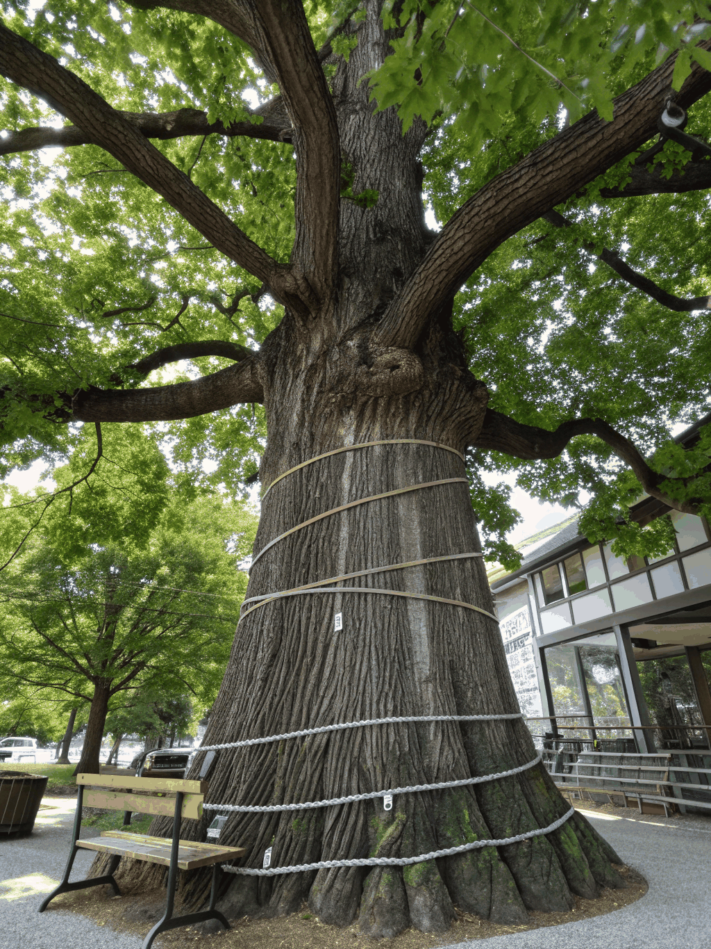 Project: Soil Microbiome & Nutrient Density in Urban Agriculture